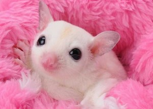 フクロモモンガ